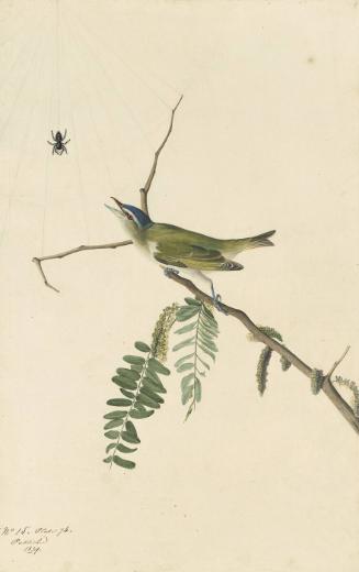 Red-eyed Vireo (Vireo olivaceus), Study for Havell pl. 150