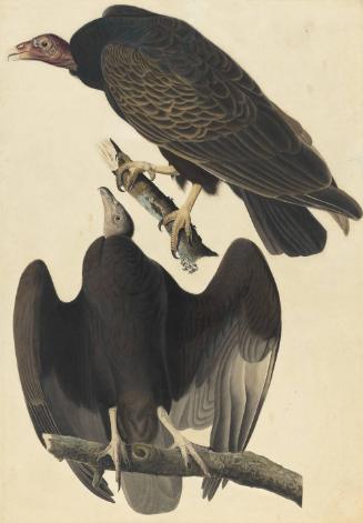 Turkey Vulture (Cathartes aura), Study for Havell pl. 151