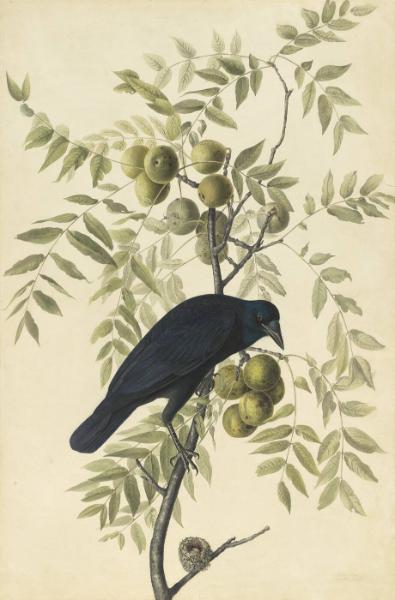 American Crow (Corvus brachyrhynchos), Study for Havell pl. 156