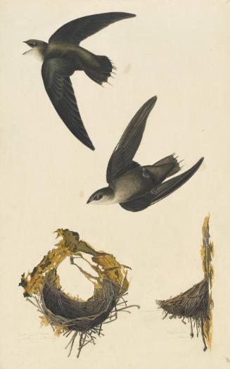 Chimney Swift (Chaetura pelagica), Study for Havell pl. 158