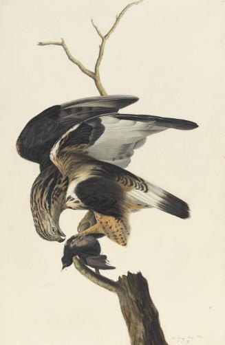 Rough-legged Hawk (Buteo lagopus), Study for Havell pl. 166