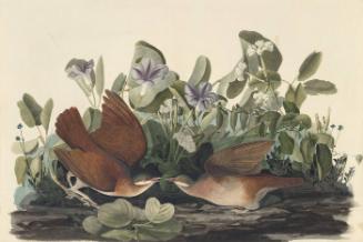 Key West Quail-Dove (Geotrygon chrysia), Study for Havell pl. 167