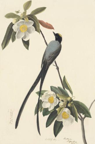 Fork-tailed Flycatcher (Tyrannus savana), Study for Havell pl. 168; sketch of a feather