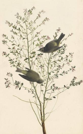 Orange-crowned Warbler (Leiothlypis celata), Study for Havell pl. 178