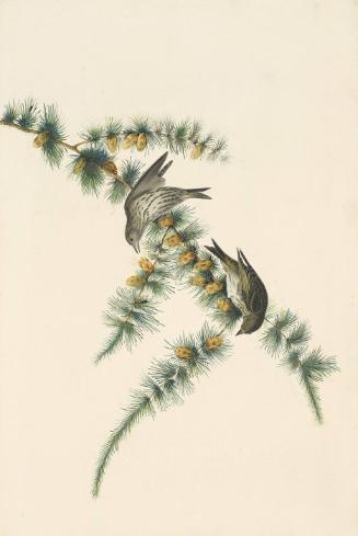 Pine Siskin (Carduelis pinus), Study for Havell pl. 180