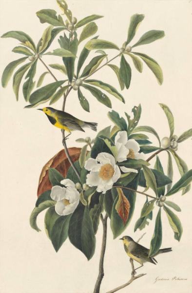 Bachman's Warbler (Vermivora bachmanii), Study for Havell pl. 185
