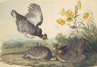 Greater Prairie-Chicken (Tympanuchus cupido), Study for Havell pl. 186