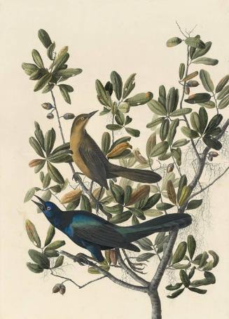 Boat-tailed Grackle (Quiscalus major), Study for Havell pl. 187