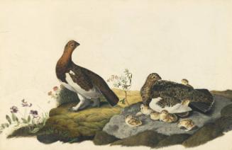 Willow Ptarmigan (Lagopus lagopus), Study for Havell pl. 191