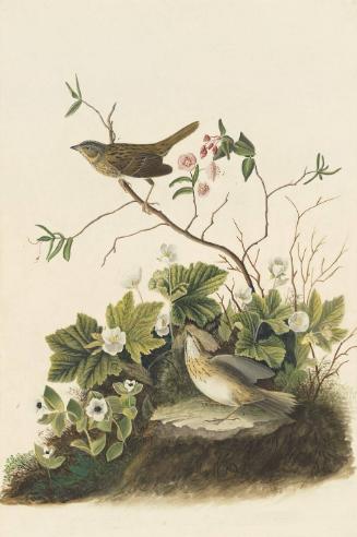 Lincoln's Sparrow (Melospiza lincolnii), Study for Havell pl. 193