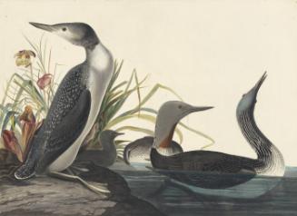 Red-throated Loon (Gavia stellata), Study for Havell pl. 202