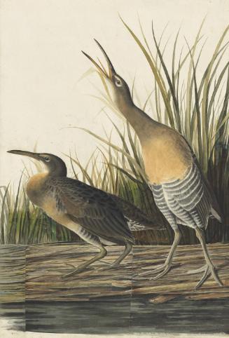 Clapper Rail (Rallus crepitans), Study for Havell pl. 204