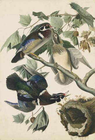 Wood Duck (Aix sponsa), Study for Havell pl. 206