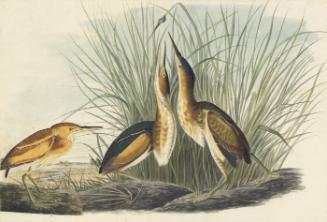 Least Bittern (Ixobrychus exilis), Study for Havell pl. 210