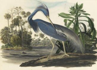 Tricolored Heron (Egretta tricolor), Study for Havell pl. 217