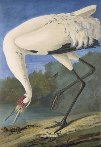 Whooping Crane (Grus americana), Study for Havell pl. 226