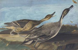 Northern Pintail (Anas acuta), Study for Havell pl. 227