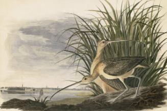 Long-billed Curlew (Numenius americanus), Study for Havell pl. 231