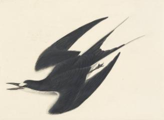 Sooty Tern (Sterna fuscata), Study for Havell pl. 235