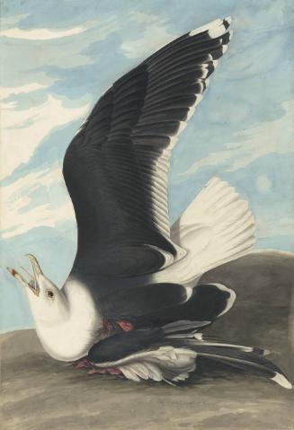 Great Black-backed Gull (Larus marinus), Study for Havell pl. 241