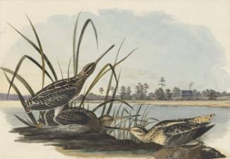 Wilson's Snipe (Gallinago delicata), Study for Havell pl. 243