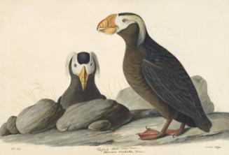 Tufted Puffin (Fratercula cirrhata), Study for Havell pl. 249