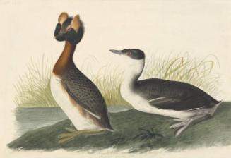 Horned Grebe (Podiceps auritus), Havell plate no. 259