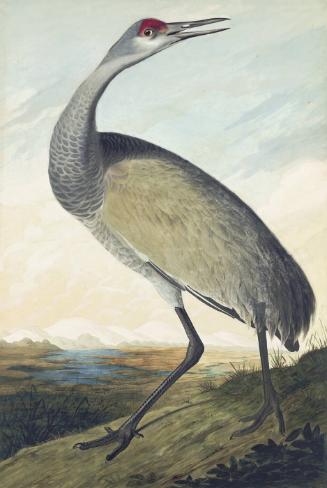 Sandhill Crane (Grus canadensis), Havell plate no. 261