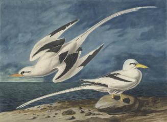 White-tailed Tropicbird (Phaethon lepturus), Havell plate no. 262
