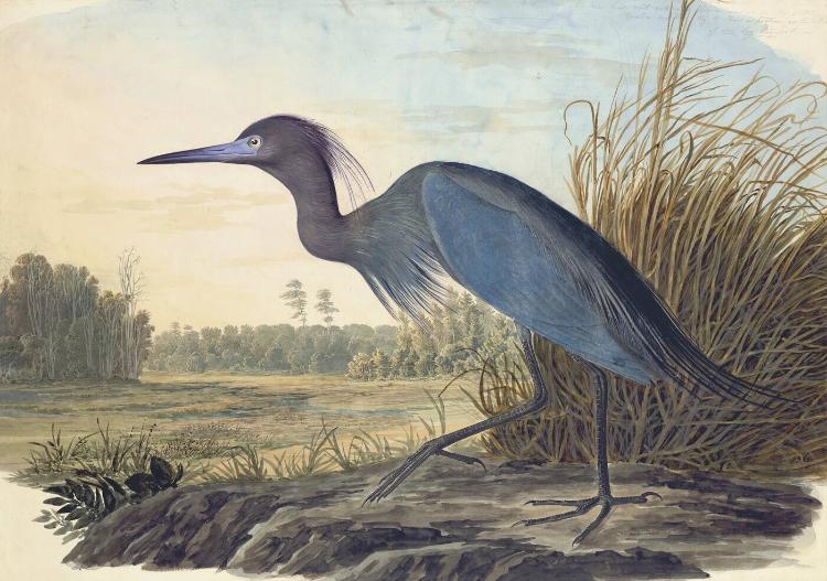 Little Blue Heron (Egretta caerulea), Havell plate no. 307; sketch of a second bird