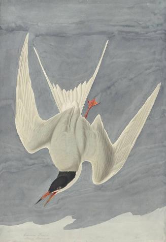 Common Tern (Sterna hirundo), Havell plate no. 309