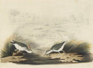 Spotted Sandpiper (Actitis macularia), Havell plate no. 310