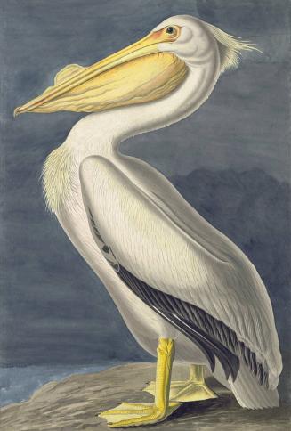American White Pelican (Pelecanus erythrorhynchos), Havell plate no. 311