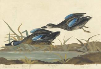 Blue-winged Teal (Anas discors), Havell plate no. 313
