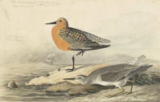 Red Knot (Calidris canutus), Havell plate no. 315
