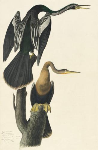 Anhinga (Anhinga anhinga), Havell plate no. 316; study of a neck and head