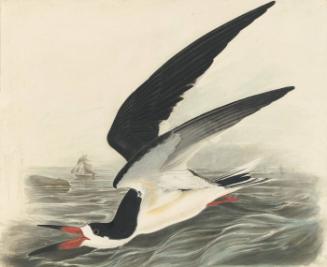 Black Skimmer (Rynchops niger), Havell plate no. 323; two sketches of a bill