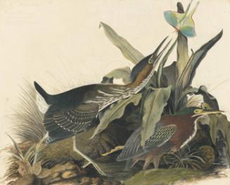 Green Heron (Butorides virescens), Havell plate no. 333