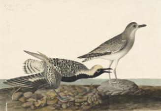 Black-bellied Plover (Pluvialis squatarola), Havell plate no. 334 [with immature from 1863.18.35]