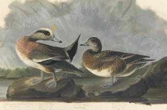 American Wigeon (Anas americana), Havell plate no. 345