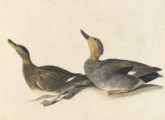 Gadwall (Anas strepera), Havell plate no. 348