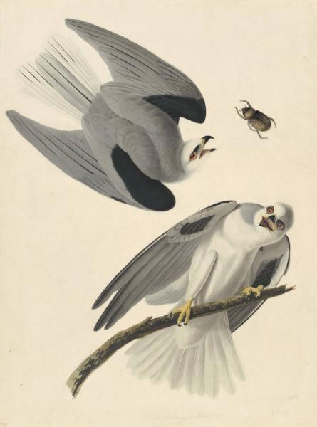 Black-shouldered Kite (Elanus caeruleus), Havell plate no. 352