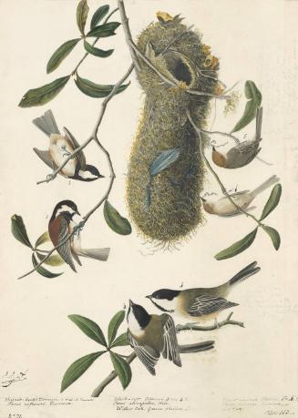 Chestnut-backed Chickadee (Poecile rufescens), Common Bushtit (Psaltriparus minimus), Black-capped Chickadee (Poecile atricapillus), Havell plate no. 353