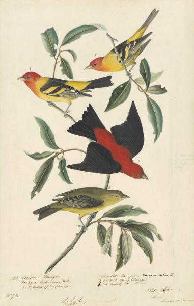 Western Tanager (Piranga ludoviciana) and Scarlet Tanager (Piranga olivacea), Havell plate no. 354