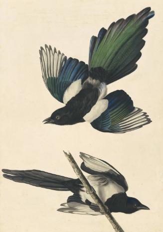 Black-billed Magpie (Pica pica), Havell plate no. 357