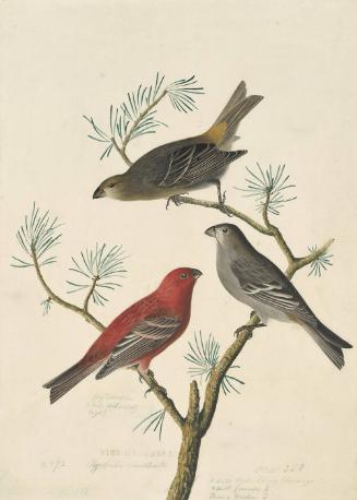 Pine Grosbeak (Pinicola enucleator), Havell plate no. 358