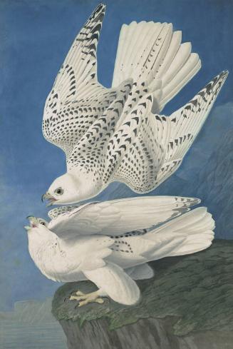Gyrfalcon (Falco rusticolus), Havell plate no. 366