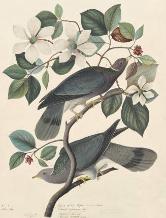 Band-tailed Pigeon (Columba fasciata), Havell plate no. 367