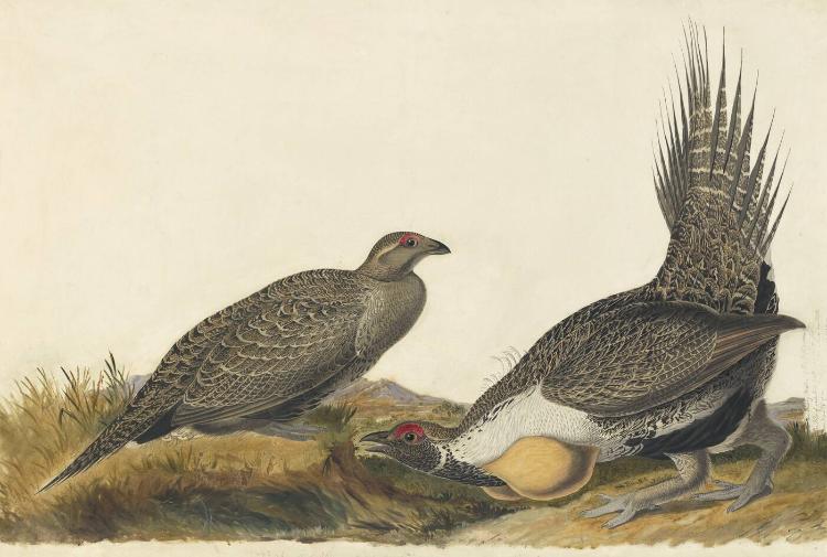 Greater Sage-Grouse (Centrocercus urophasianus), Havell plate no. 371