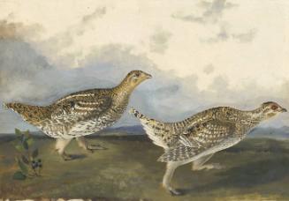 Sharp-tailed Grouse (Tympanuchus phasianellus), Havell plate no. 382